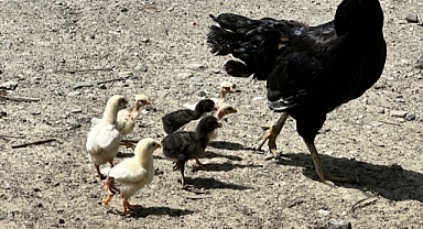 Hatay'ın Dörtyol ilçesinde, evde beslenen tavuğun yumurtasından çıkan 4 ayaklı civciv şaşkınlık yarattı