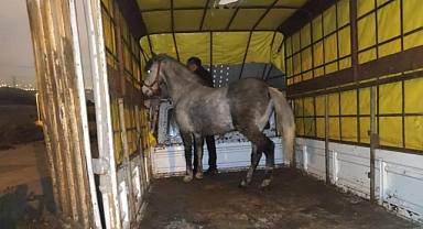 İhbar üzerine yapılan baskında İstanbul'da vahşi at kesim şebekesi çökertildi