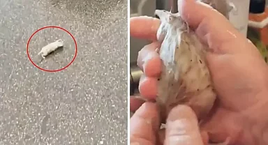 Yolda Bulduğu Kedi, Büyüyünce Tilkiye Dönüştü: Hayvanseverin Şaşırtıcı Hikayesi