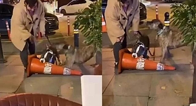 İstanbul Bebek'te Ağızlıksız Pitbull Saldırısı: Sahibi İkinci Kez Ceza Aldı