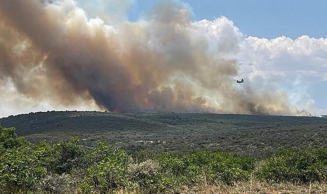 ABD’de Büyük Kanyon Yakınlarında Orman Yangını: 24 Saatte 20 Kat Büyüdü
