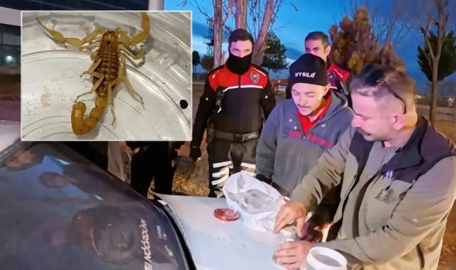 Aksaray’da Yasaklı Akrep Ticareti: 10 Milyon Dolarlık Zehir Ele Geçirildi