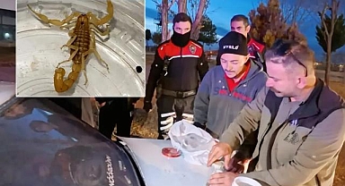 Aksaray’da Yasaklı Akrep Ticareti: 10 Milyon Dolarlık Zehir Ele Geçirildi