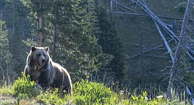 Kanada'da British Columbia’da Korku Dolu Anlar: Ayı Saldırısında 11 Kişi Yaralandı