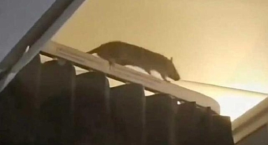 KLM uçağında fare krizi: 250 yolcu Karayipler’de 36 saat mahsur kaldı